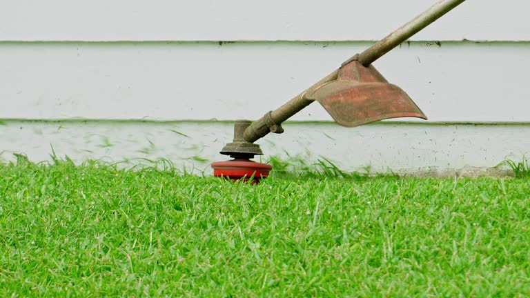 Best Lawn Disease Treatment  in Conehatta, MS